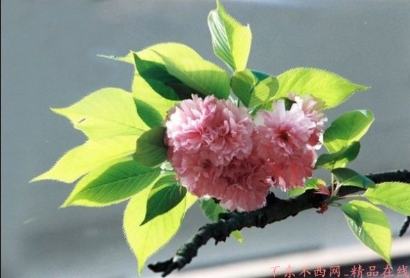 樱花绽放——华华中华拍