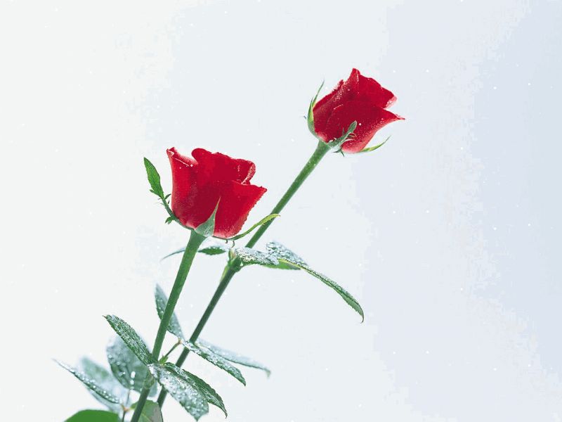 ��PS���衿��ѧPS�������յ��������ɣ����� - �����л� - ��Ե