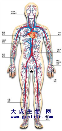   动脉  是运送血液离开心的管道,在行程中不断