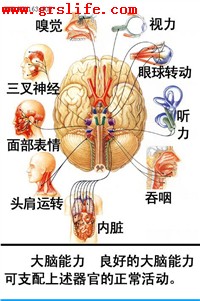 神经系统