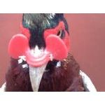 防啄癖鸡眼镜