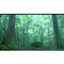 The Forest In Japan-- 